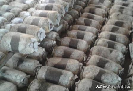 大田种大球盖菇如何冬季出菇,大球盖菇栽培技术分析图