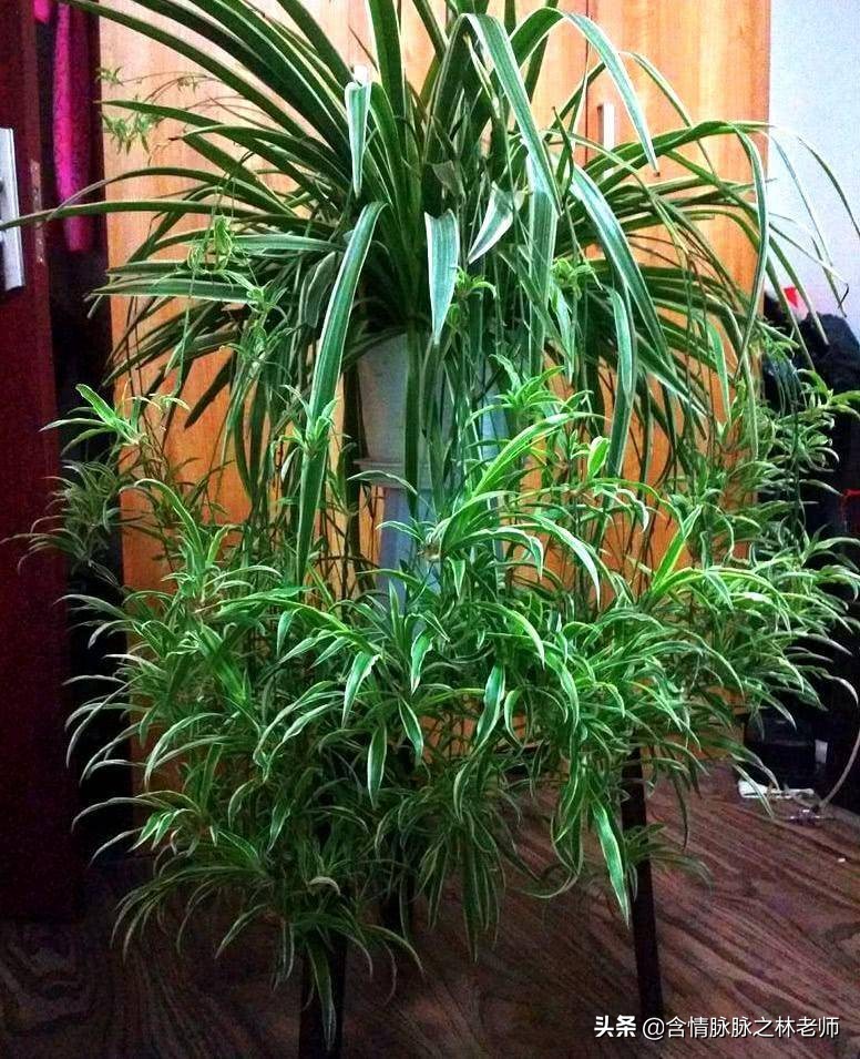 家里植物长得不好有什么说法,家里什么植物都养不好是什么原因