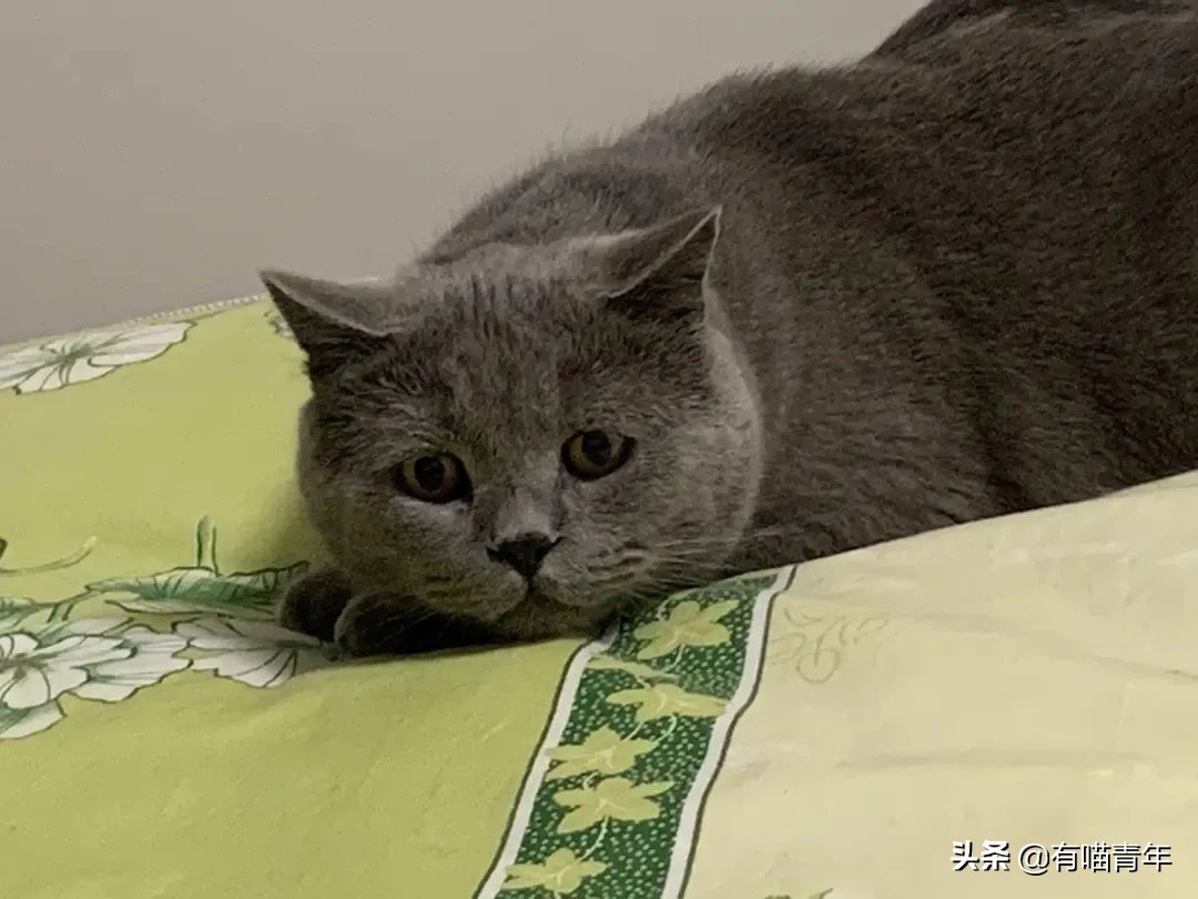 橘猫为什么是魔鬼,橘猫的恐怖之处