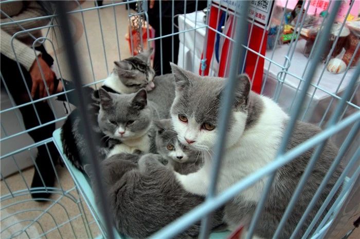 宠物店购猫存有风险，欲挑选健康小猫，三点细节把控不可少