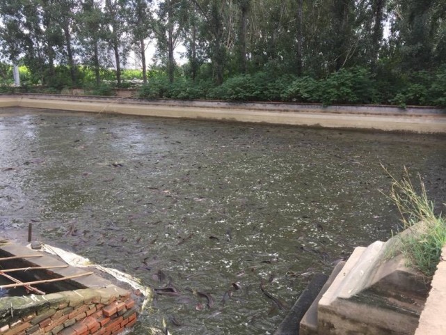 在南方地区埃及塘鲺的养殖方式令人不适,这样的鱼能吃吗?