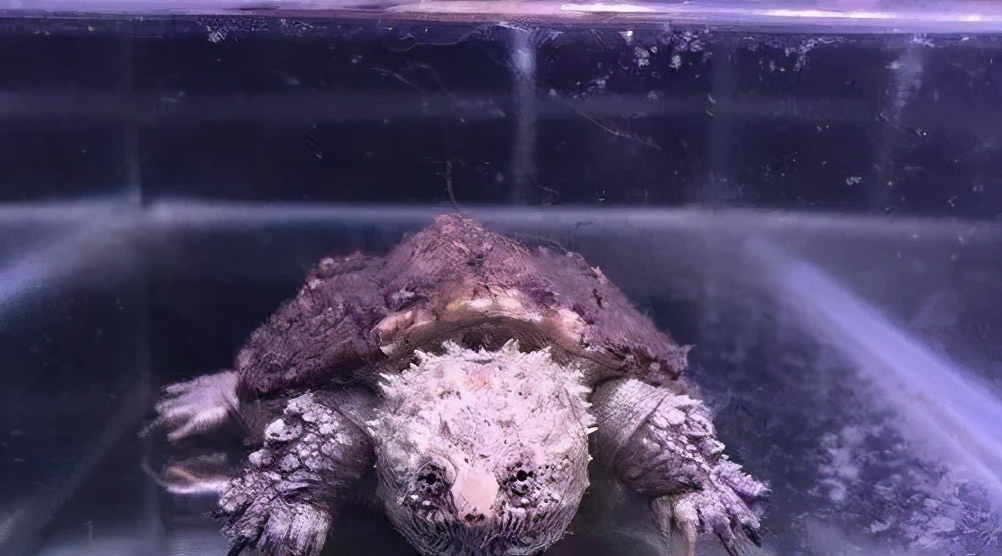 佛鳄龟最佳饲养温度,佛鳄龟黑色环境饲养