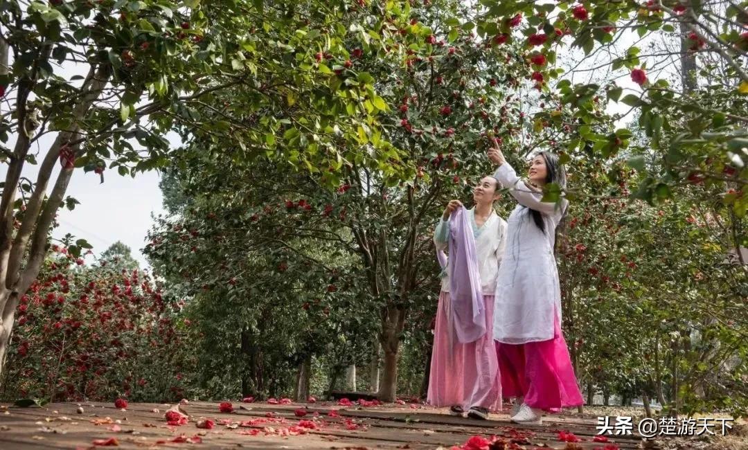 茶花盛开的地方有哪些,湖北有茶花吗