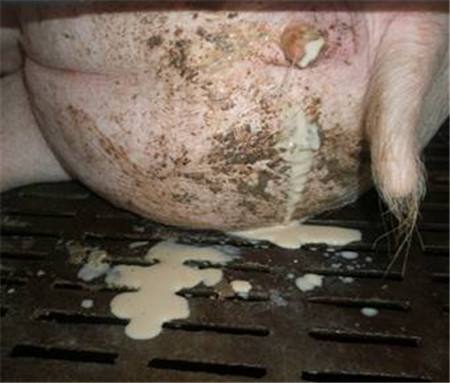 母猪子宫内膜炎中草药治疗方法,母猪子宫内膜炎的特效药