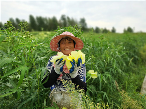 丰收啦！巢湖80亩黄蜀葵开出致富花