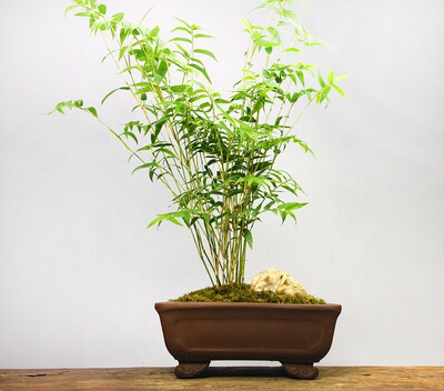 凤尾竹怎么养才会爆盆,盆栽凤尾竹怎么养