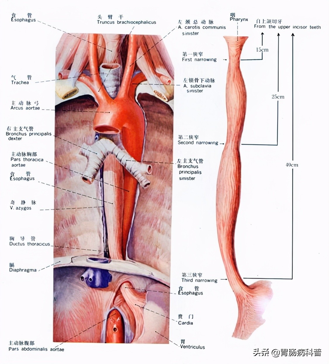消化系统解剖图视频,消化系统解剖图手绘简单