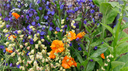 切尔西花展举办,2020年切尔西花展抢先看