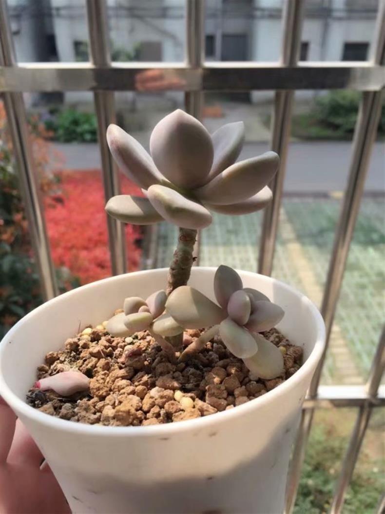 多肉不小心淋了肥水补救方法,多肉不小心淋了雨怎么补救