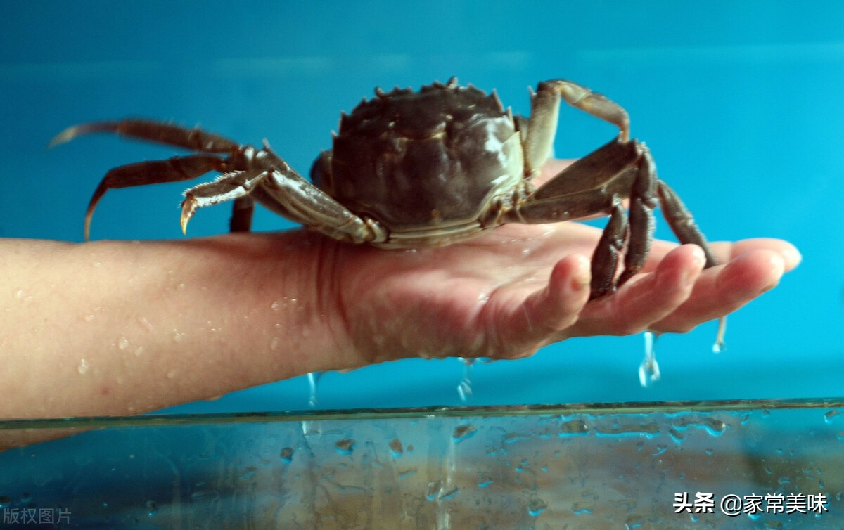 哪里的大闸蟹最正宗最好,最正宗的大闸蟹是哪里的