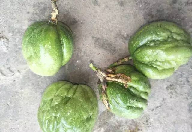 百香果黑斑病害图片,百香果下雨后病害图片视频