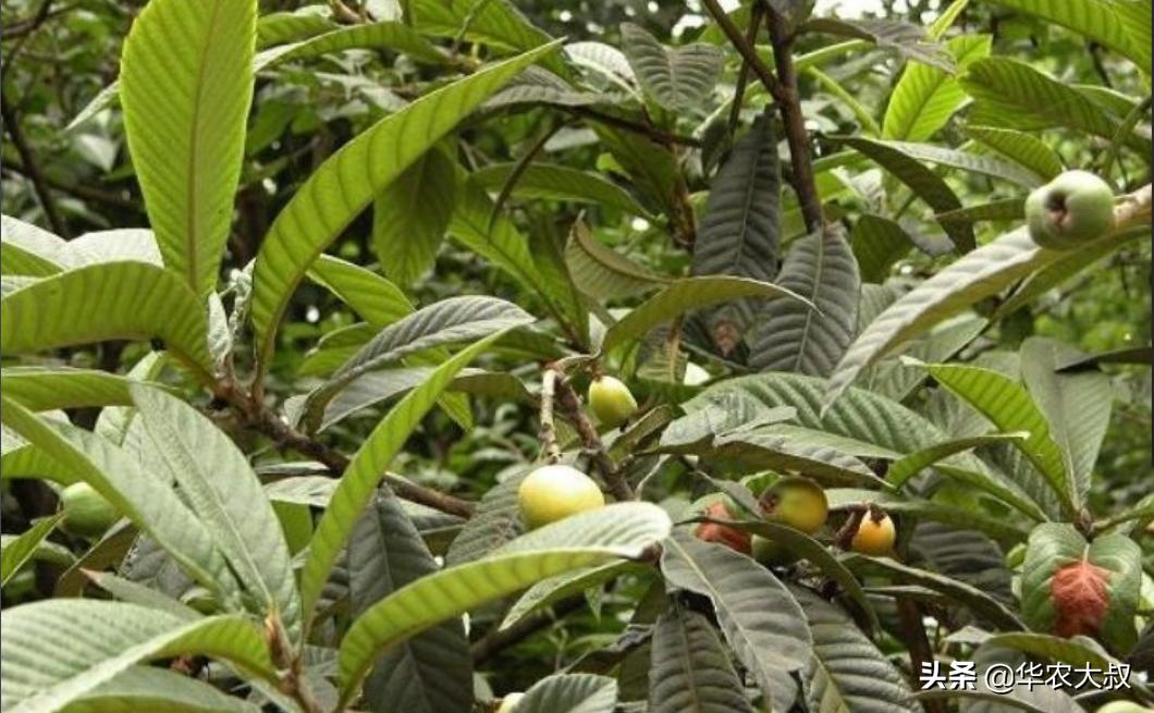 广东凉茶里面都有哪些东西,广东凉茶主要是什么