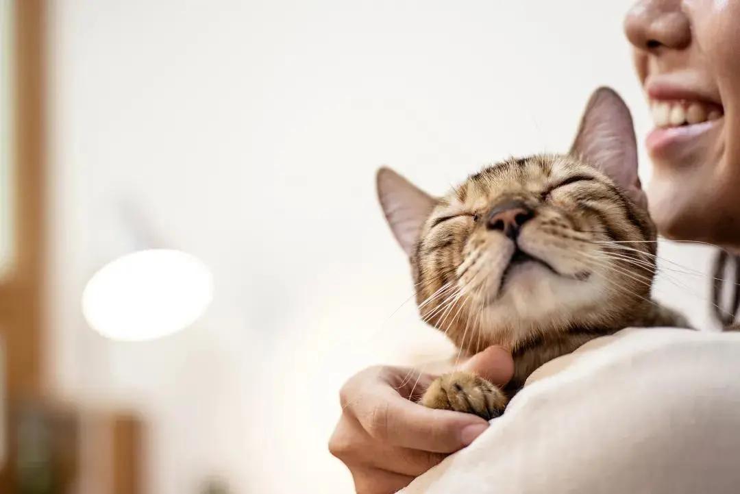 冬天农村猫咪如何过冬,冬天猫咪怎么过冬