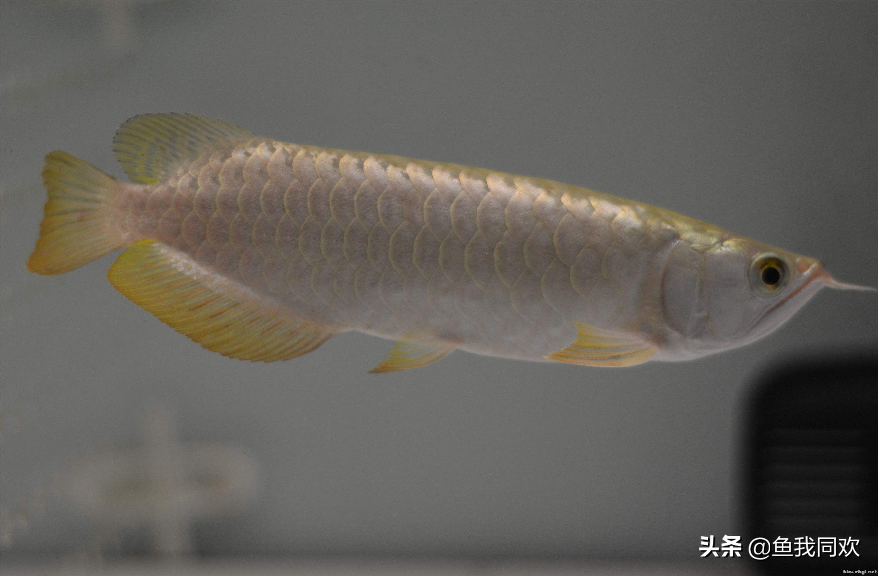 养鱼怎么看放多少,养鱼怎么看缺不缺氧