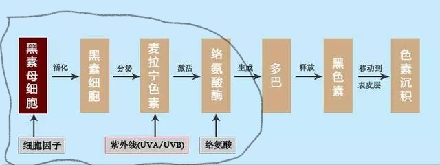 烟酰胺维c润肤乳真能美白吗,维生素c烟酰胺真的能美白皮肤吗