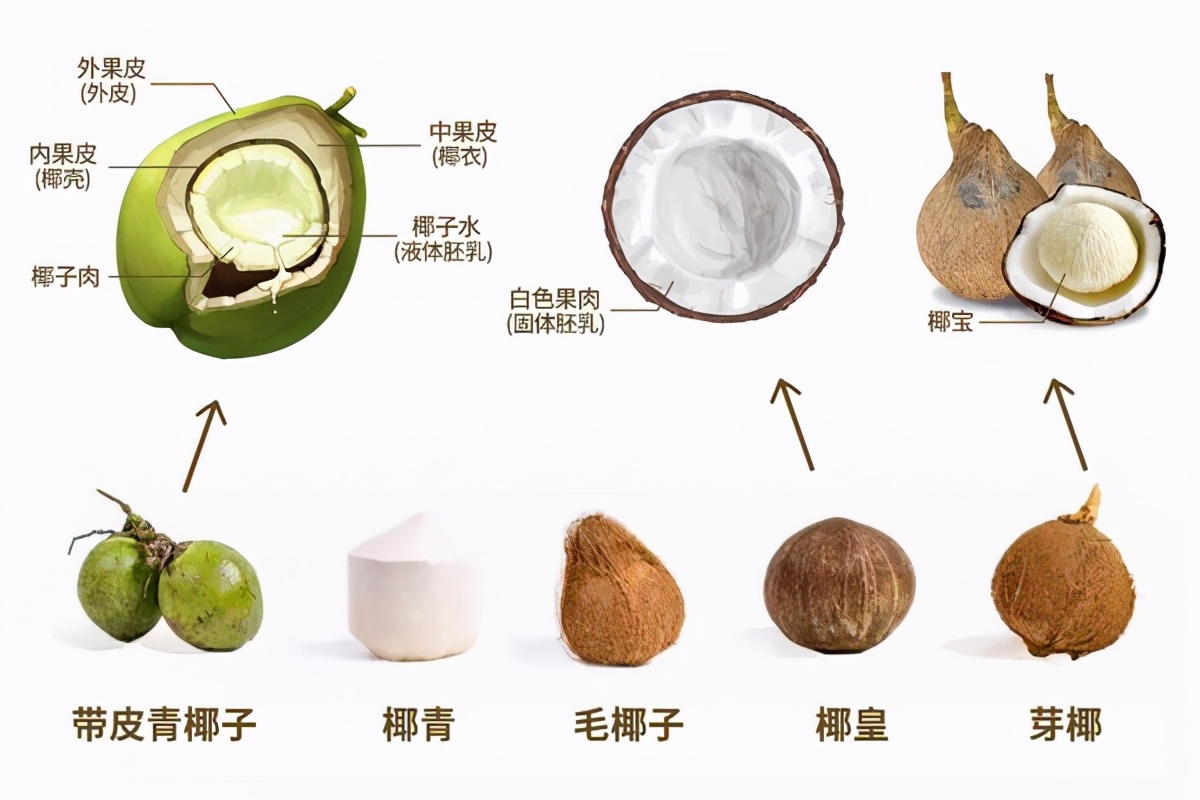 无添加剂椰汁测评,全添加剂的椰汁