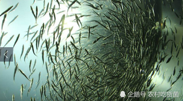 球“最多的”鱼类，繁殖能力特别强，荷兰靠它成经济中心