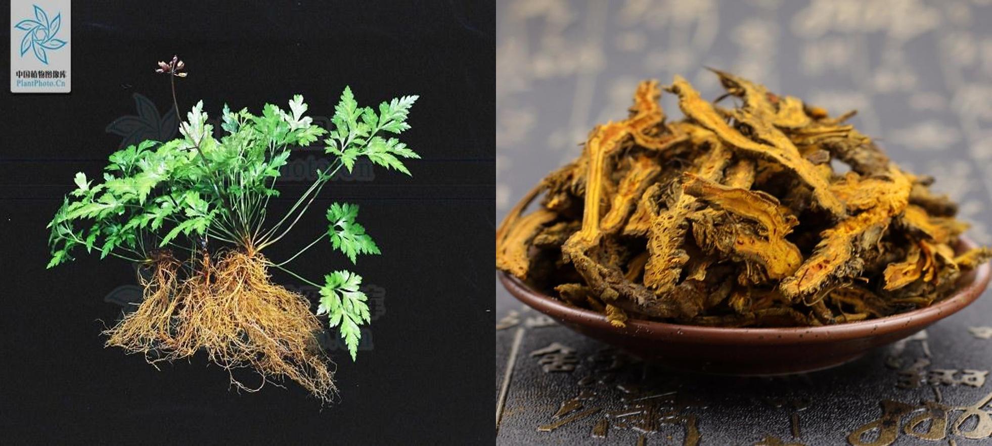 清热解毒中成药黄连,黄连素是清热解毒的吗