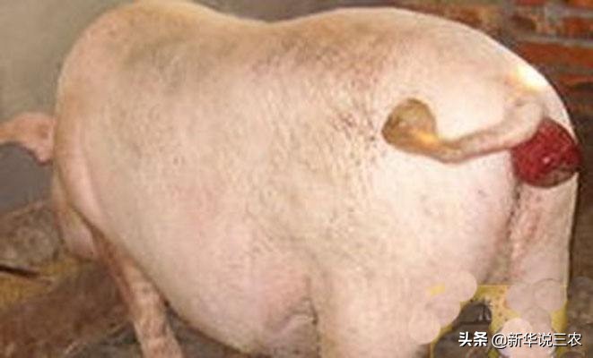 秋季猪咳嗽容易导致脱肛，手术缝合有妙招