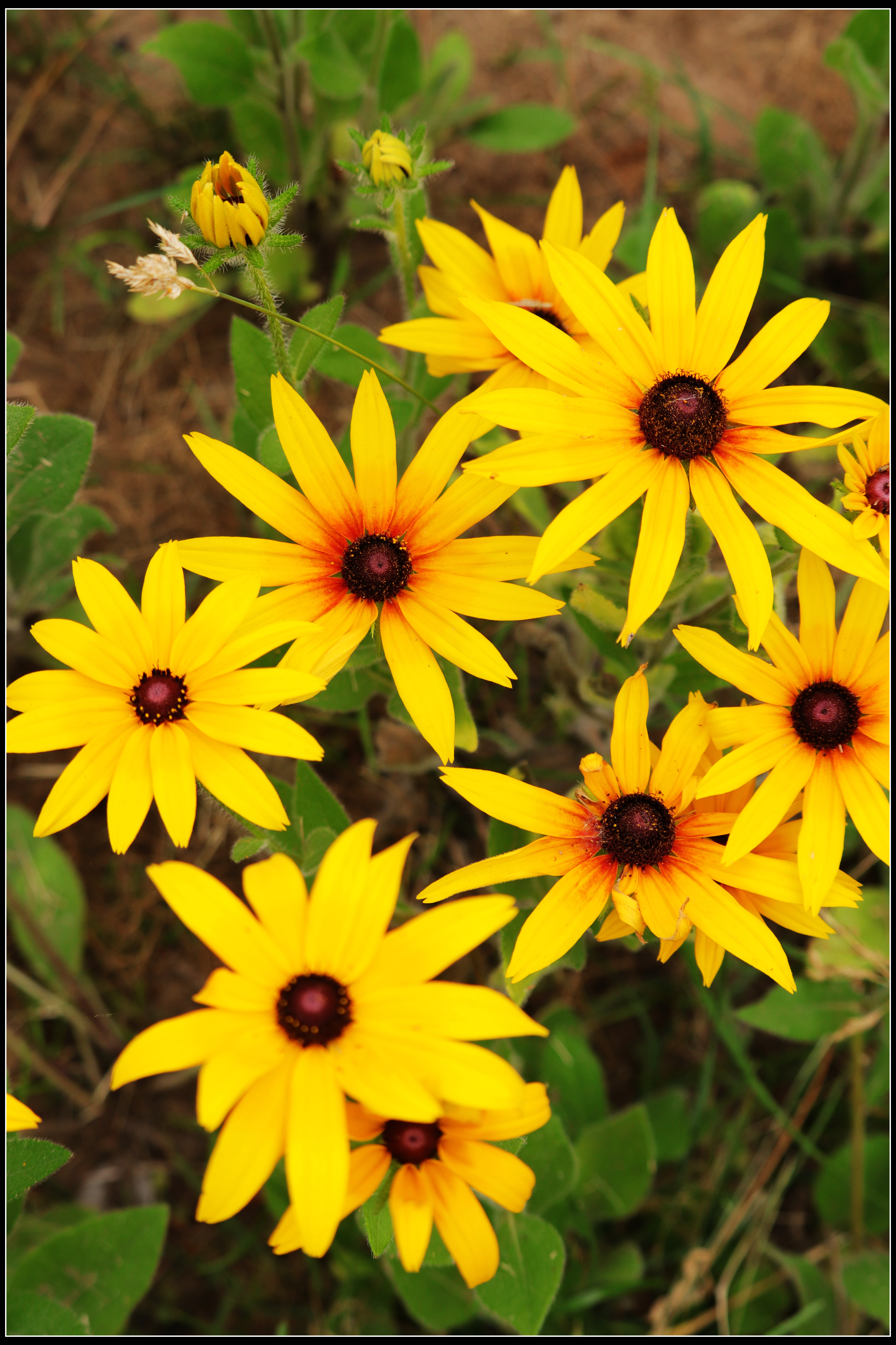 这种花便宜还好养活,5种坑人的花