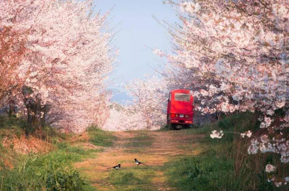 去日本观赏樱花最佳去哪个岛,去日本观赏樱花可能去什么岛