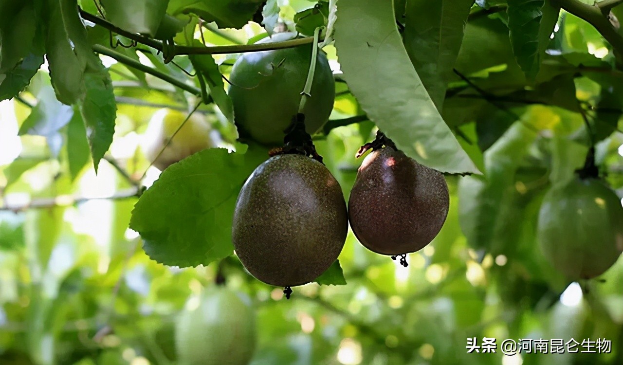 百香果茎基腐烂防治方法,百香果烂根黄叶是什么原因