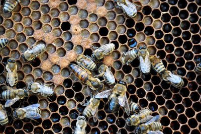 蜂群春繁保温的正确方法,活框养殖中蜂春繁准备工作