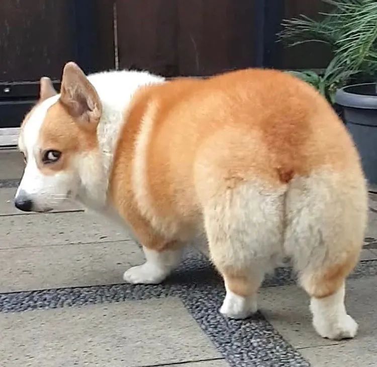 这5种狗你都敢养,建议新手便宜养的10种狗