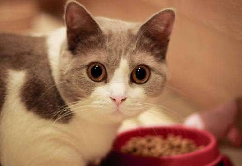 「奇妙の猫咪物语」猫为什么啃纸箱，猫吃纸板箱怎么办