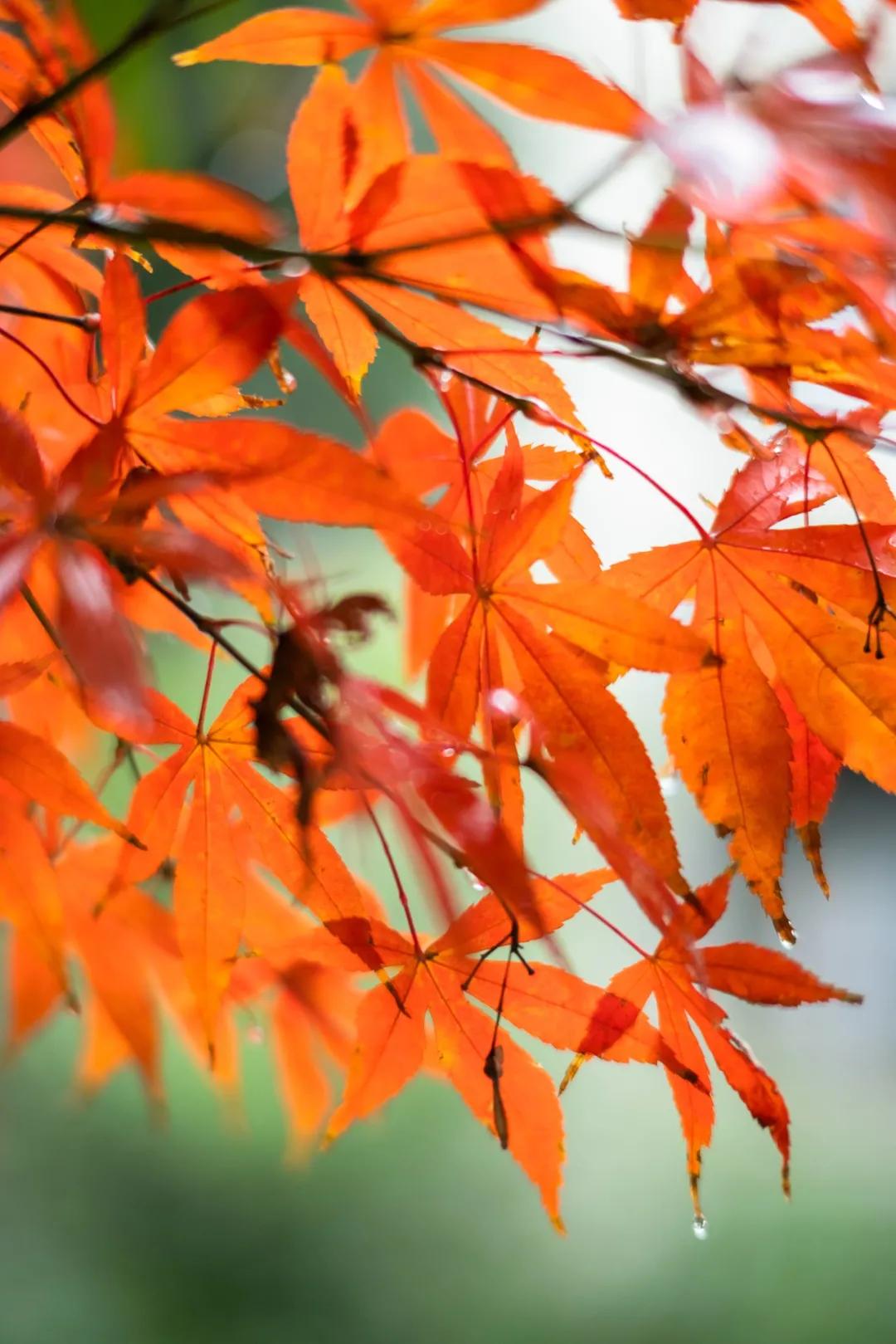 铭匠apsc0.95,铭匠50mmf1.2对比星曜