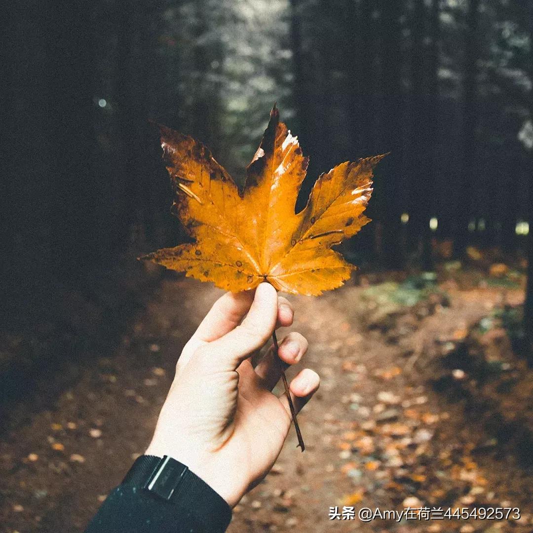 amy荷兰,amy澳洲代购