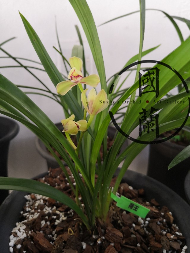 兰花的价格最贵的是多少元,兰花的价格