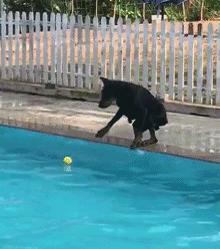 搞笑动图gif狗,搞笑动图gif赵本山