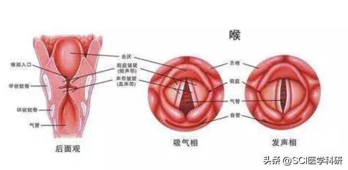 急性喉炎和普通感冒的区别,感冒急性喉炎