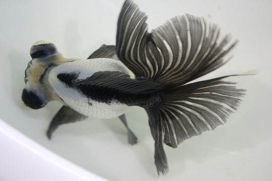 新手养金鱼选择什么底沙,养金鱼哪个品种好看