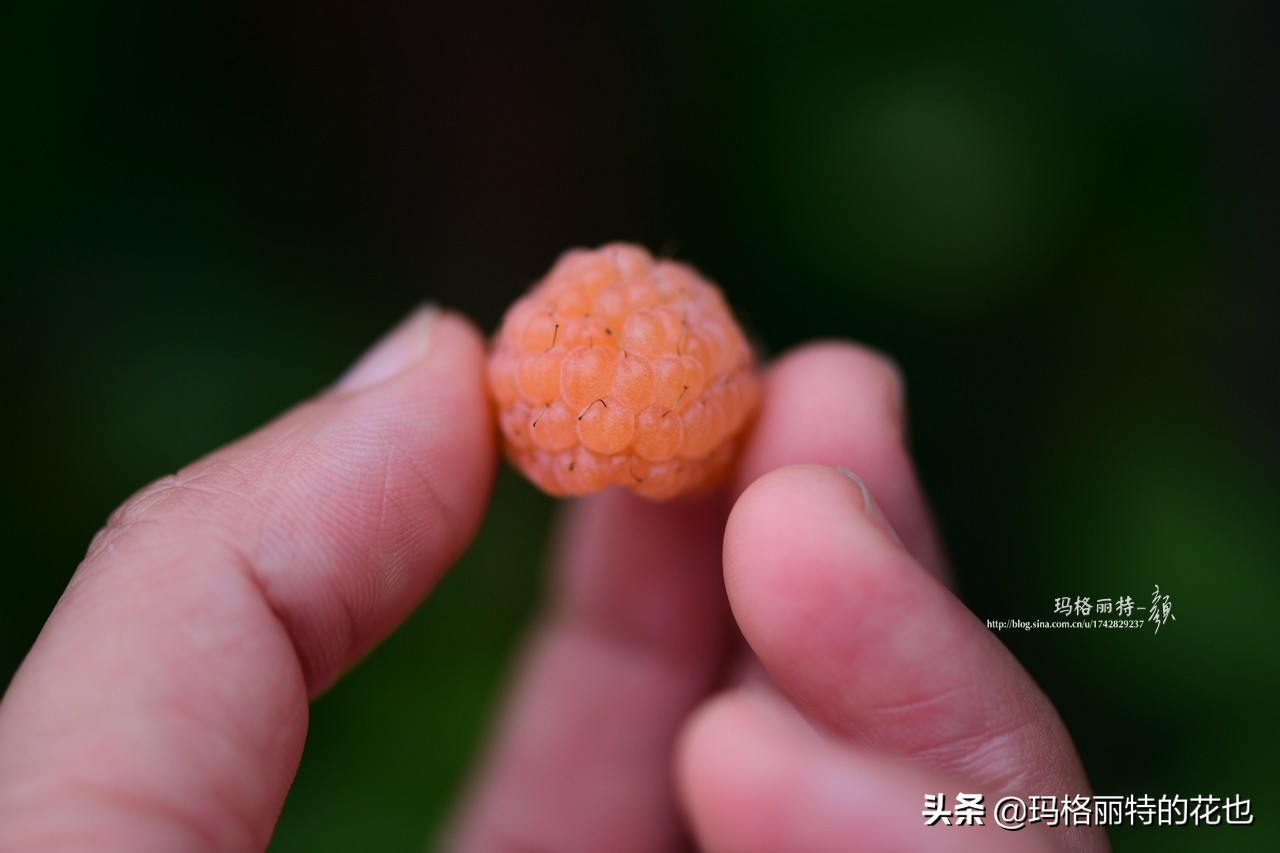 树莓在庭院怎么种植,树莓可在院子里种吗