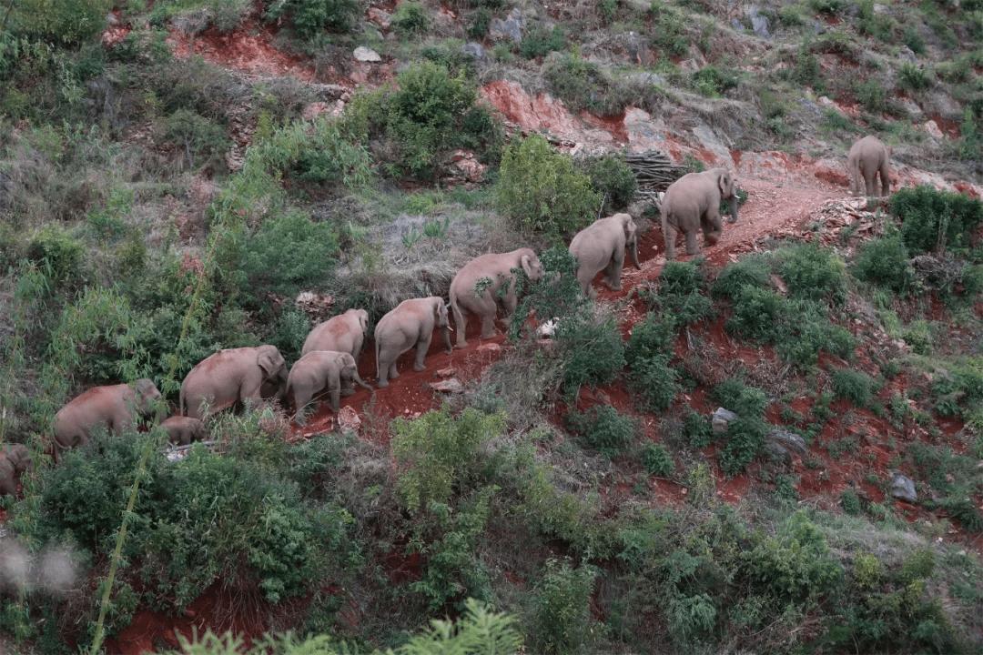 云南象群迁徙事故,云南象群破坏庄稼