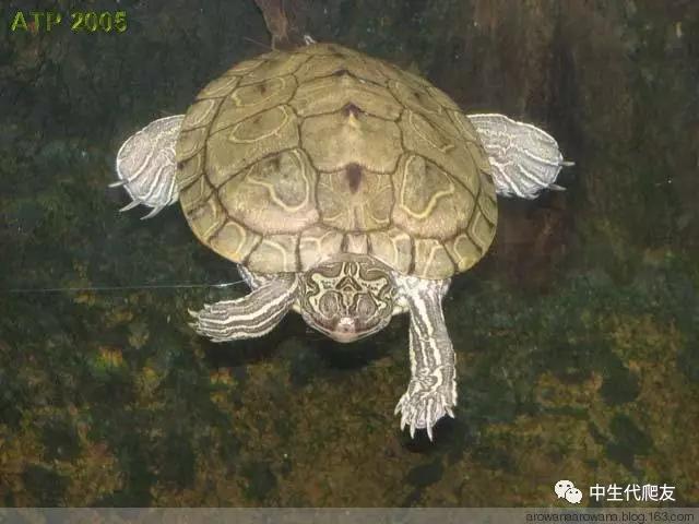 地图龟成体样子,地图龟种类及图解