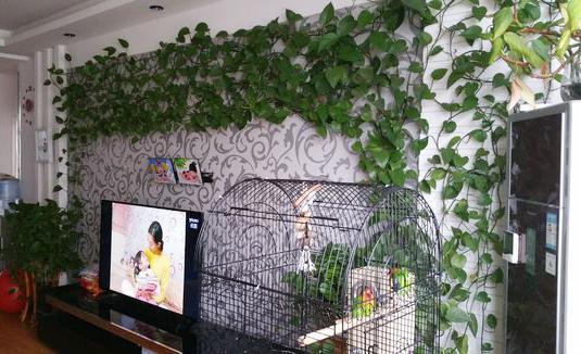 绿萝爬墙怎么弄最好看,绿萝怎么爬墙不毁墙