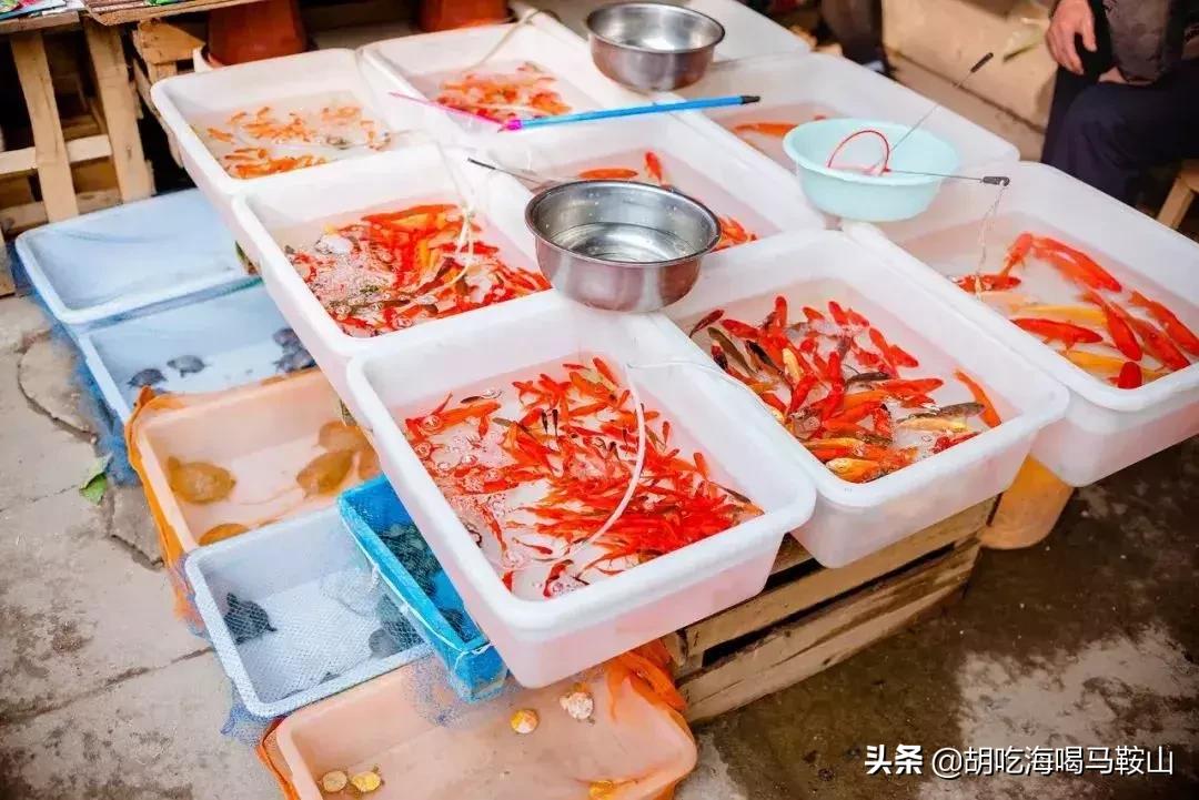 逛遍安徽各个市,安徽省马鞍山附近的大型花市