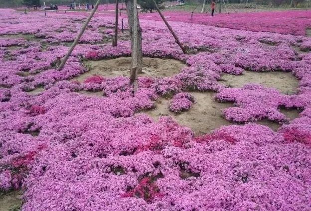 北京五环最美花海,附近免费景点踏青网红打卡地