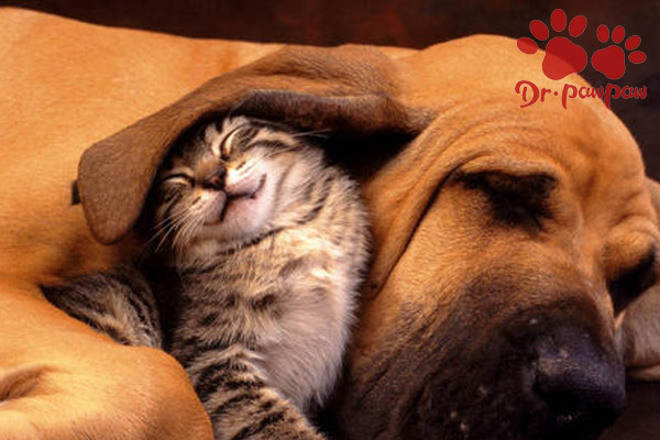 爪爪博士宠物猫咪,爪爪博士猫咪滴眼液