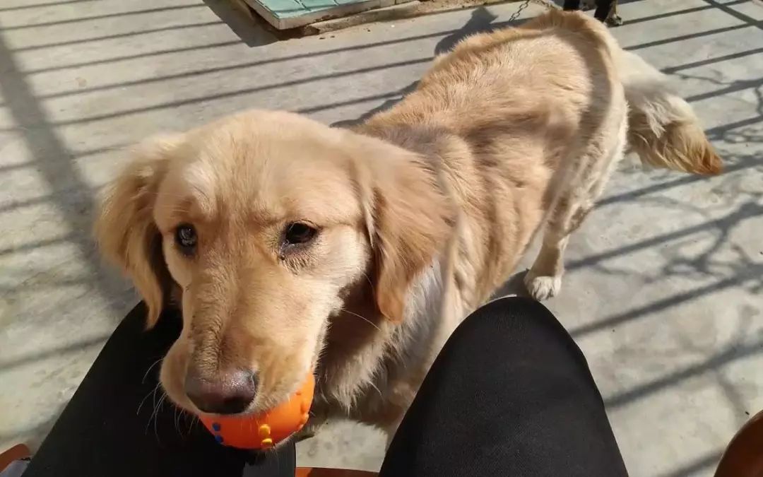 宠物金毛能活多少年,金毛等主人5年