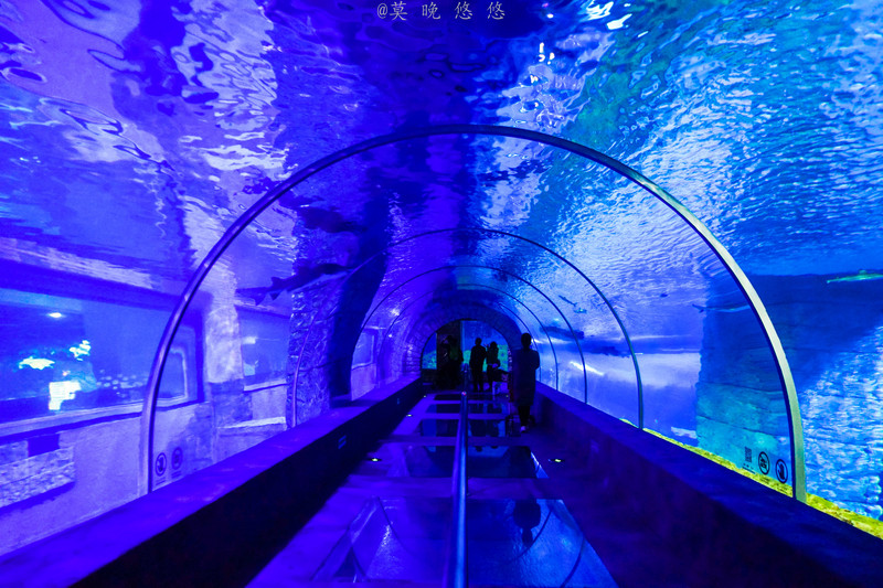 海洋极地海洋世界攻略,正佳极地海洋世界白鲸海象