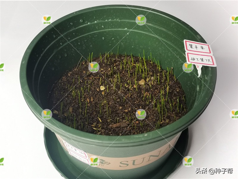 混播草坪哪种最好,什么草坪品种适合混播