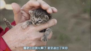 吸猫最高境界图片,吸猫最高境界完整视频