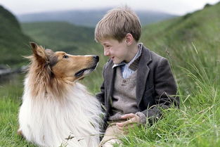 苏格兰牧羊犬和柯利犬的区别,牧羊犬都是柯利犬吗