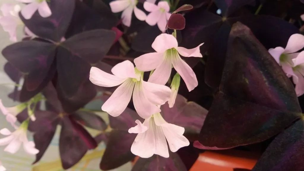 紫色幸运草养殖方法,紫色幸运草冬天怎么养护