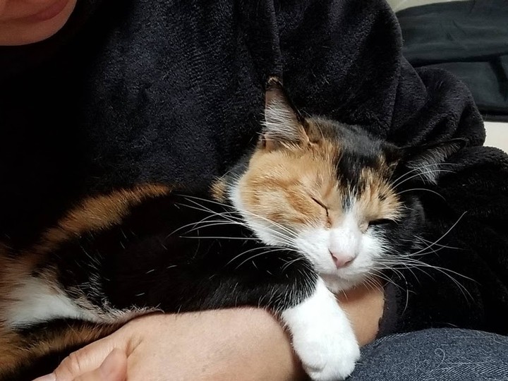 猫经常吃宠物火腿肠会怎么样,猫经常吃鱼内脏好不好