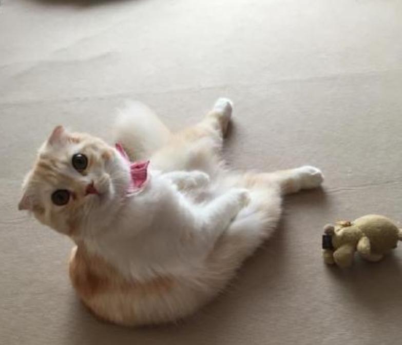 怎么样才能避免猫咪咬数据线,头疼猫咪